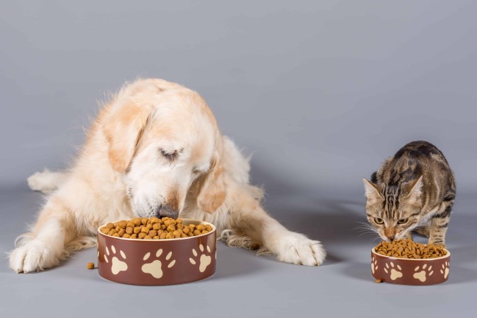 Image d'illustration de l'article : Hector Kitchen casse les codes entre levée de fonds et nutrition canine