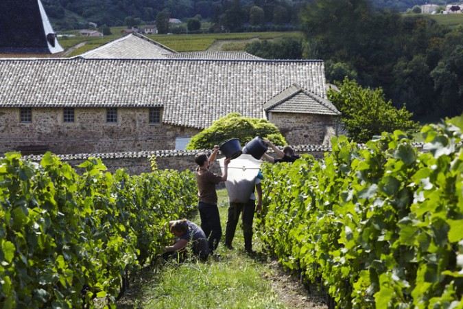 Beaujolais nouveau : comment investir dans le foncier viticole